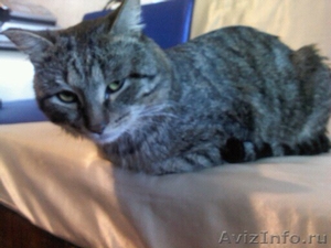 Найден серый, полосатый кот - Изображение #4, Объявление #554784