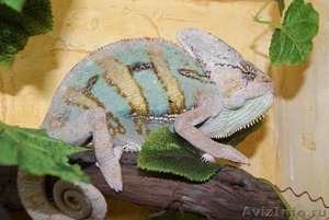 Продаю рептилий и экзотических животных в Перми - Изображение #1, Объявление #552550