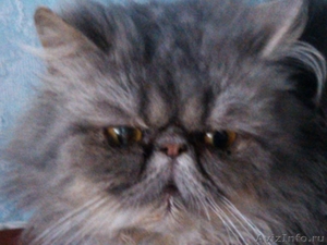 продаётся персидский котик экстремального типа - Изображение #4, Объявление #526688