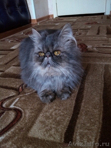 продаётся персидский котик экстремального типа - Изображение #1, Объявление #526688