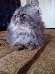 продаётся персидский котик экстремального типа - Изображение #2, Объявление #526688