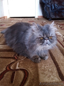 продаётся персидский котик экстремального типа - Изображение #3, Объявление #526688