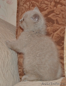 котята  британские - Изображение #2, Объявление #563223