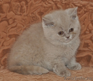котята  британские - Изображение #3, Объявление #563223