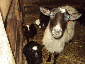 Овцы и ягнята романовской породы - Изображение #2, Объявление #606258