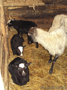 Овцы и ягнята романовской породы - Изображение #3, Объявление #606258