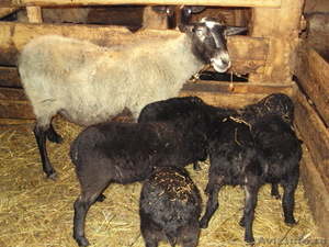 Овцы и ягнята романовской породы - Изображение #4, Объявление #606258