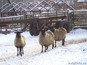 Овцы и ягнята романовской породы - Изображение #1, Объявление #606258