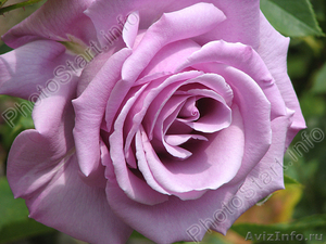 Саженцы многолетних чайно-гибридных роз - Изображение #1, Объявление #611812