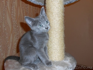 Котята породы русская голубая - Изображение #2, Объявление #927025