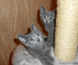 Котята породы русская голубая - Изображение #1, Объявление #927025