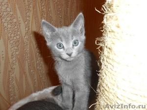 Котята породы русская голубая - Изображение #3, Объявление #927025