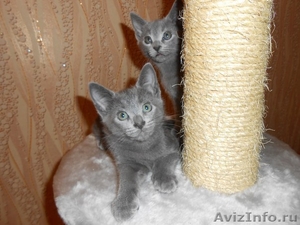 Котята породы русская голубая - Изображение #4, Объявление #927025
