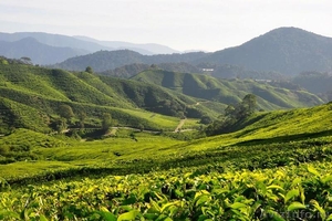Чай из Непала высочайшего качества оптом и в розницу - Изображение #2, Объявление #1436280