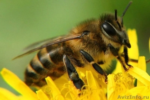 Пчелы, пчелопакеты, пчелосемьи, отводки - Изображение #1, Объявление #1539176